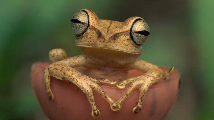 Close-up of a tree frog in a cup-shaped mushroom