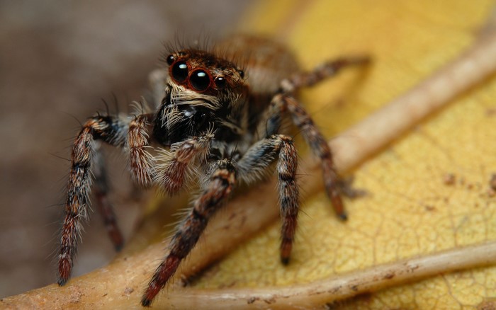 Close-up of a jumping spider on a yellow leaf