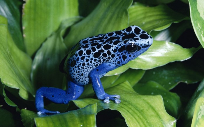 Blue and black poison dart frog on green leaves