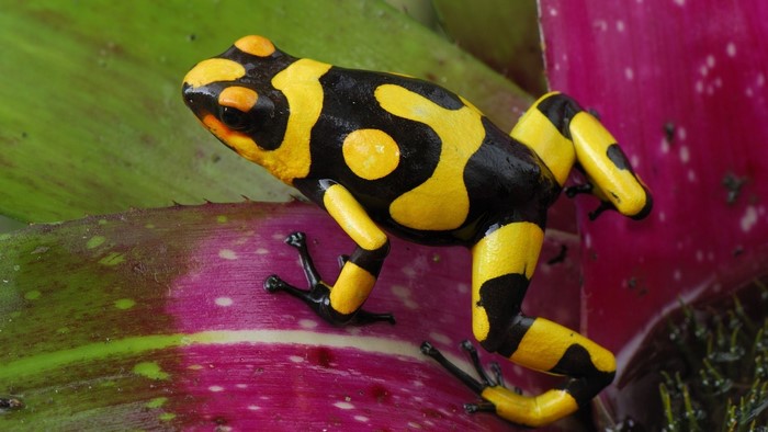 Yellow and black poison dart frog on a bromeliad leaf