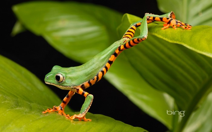 Green tree frog with orange and black stripes on leaves