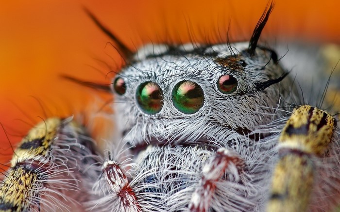 Macro photo of a jumping spider with large green eyes