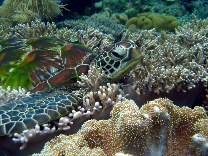 Sea turtle resting among coral reef