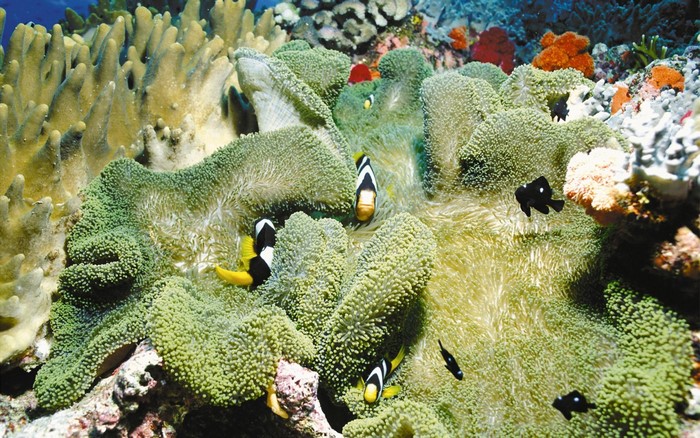 Clownfish swimming in a sea anemone on a coral reef