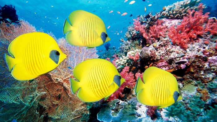 Four yellow butterflyfish swim near colorful coral reef