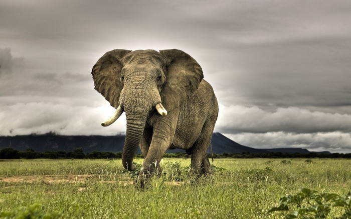 Majestic African Elephant in Savanna Grassland
