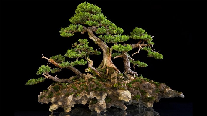 Bonsai tree on a rock formation