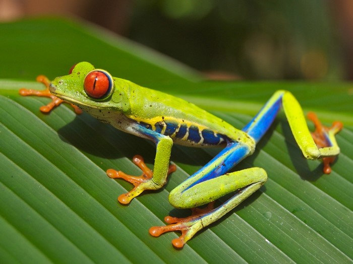 Red-eyed tree frog on a green leaf