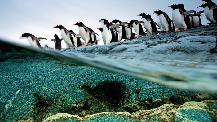 Gentoo penguins on rocks above and below water