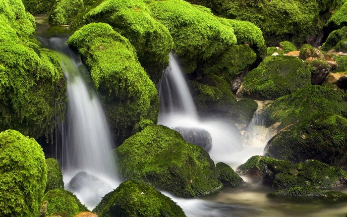 Mossy rocks with a gentle waterfall in a forest
