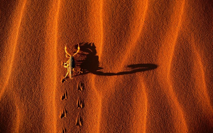 Scorpion casting a long shadow on sand dunes