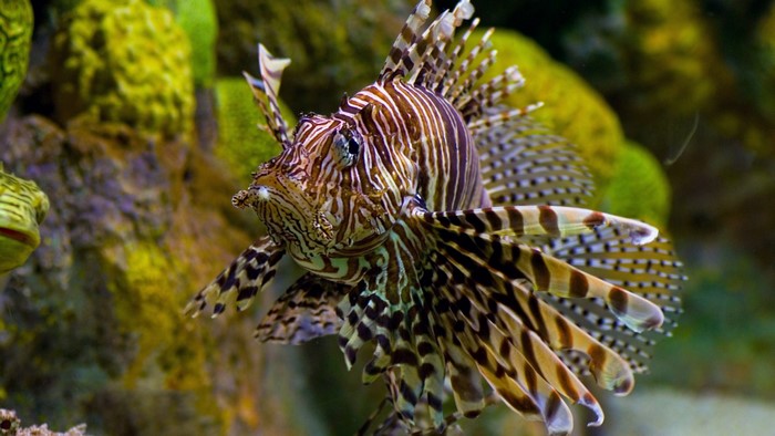 Lionfish with striped fins and body in aquarium