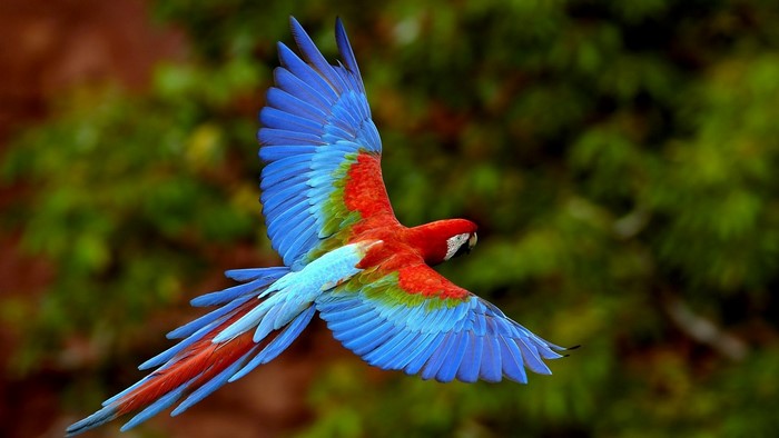 Vibrant Macaw in Flight with Colorful Feathers