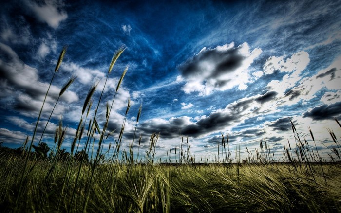Wheat field under a dramatic cloudy sky