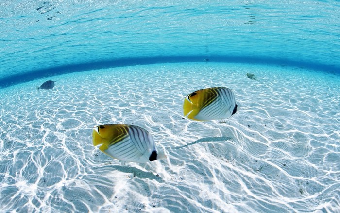 Two butterflyfish swim in clear blue ocean water