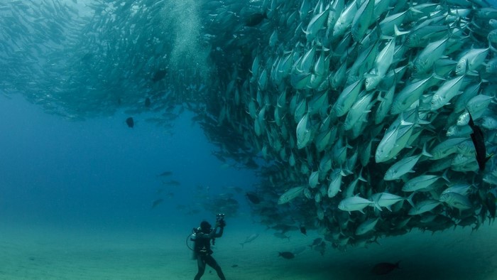 Scuba diver photographs massive school of fish underwater