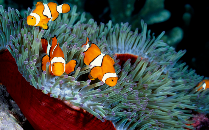 Clownfish swimming in a sea anemone
