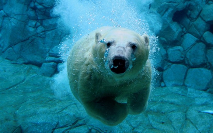 Polar bear swimming underwater in a rocky enclosure