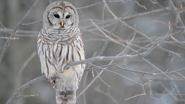 Barred owl perched on a tree branch in winter