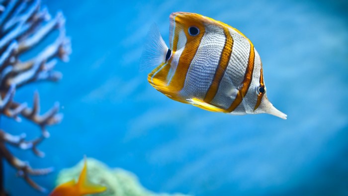 Copperband Butterflyfish swimming in blue water with coral