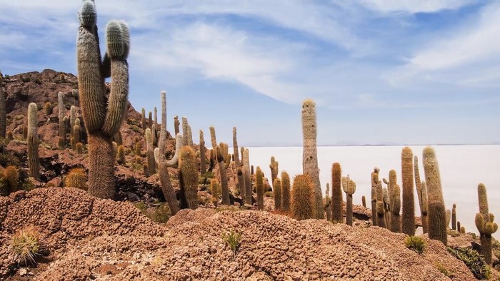 Cactus on Isla del Pescado, Salar de Uyuni