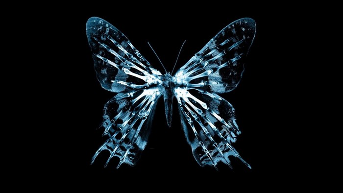 X-ray butterfly illustration