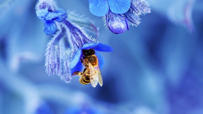 Macro Shot of Honey Bee on Blue Flower