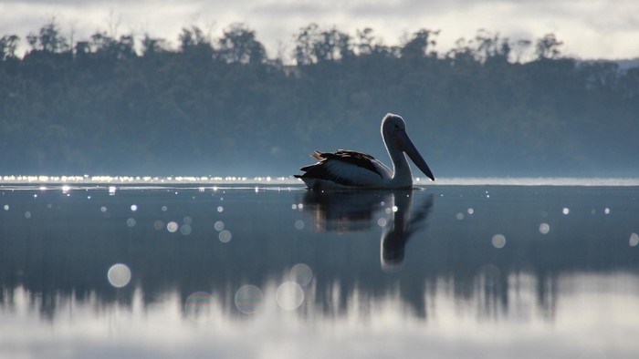 Pelican swimming on a misty lake at sunrise