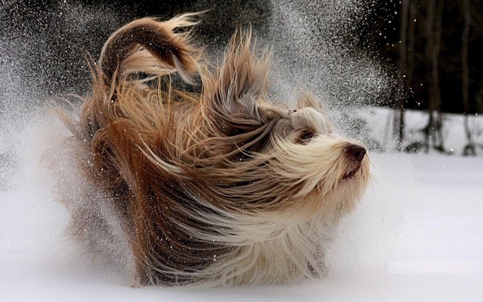 Bearded Collie playing in the snow