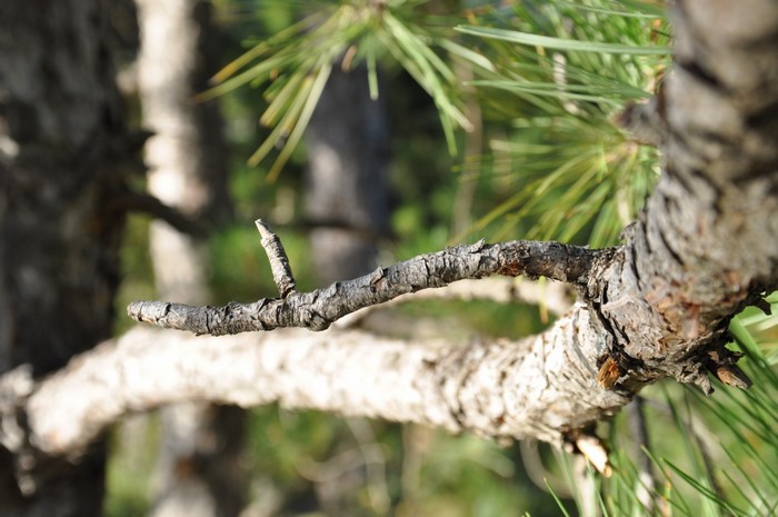 Close up of a dry tree branch with pine needles