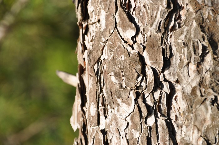 Close-up of rough tree bark with green blurred background
