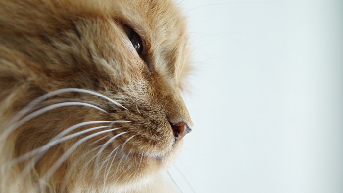 Close up of an orange cat's face