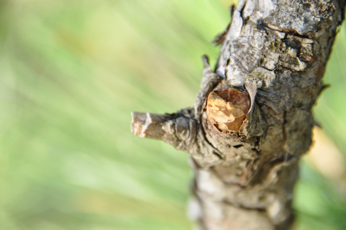 Close up of a tree branch with a knot