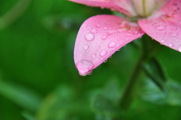 Close-up of pink flower petal with water droplets