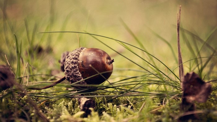 Acorn on mossy ground with grass