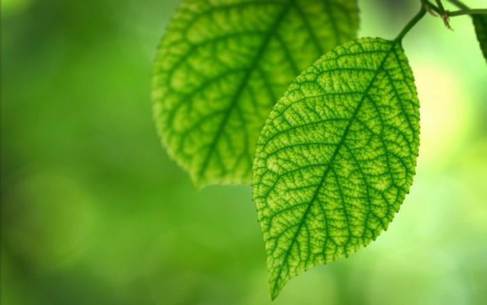 Close-up of two green leaves with sunlight