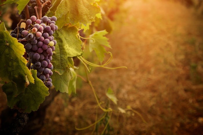 Bunch of red grapes on a vine