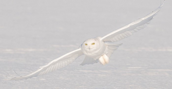 Snowy owl in flight over a snowy landscape