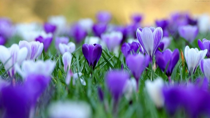 Purple and white crocuses in green grass