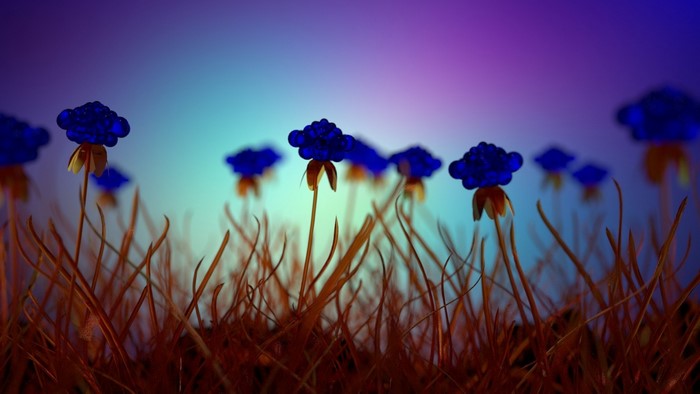 Blue flowers in a field with sunset sky