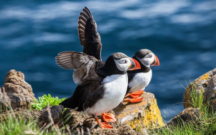 Puffins on Rocky Coastal Cliff by the Sea