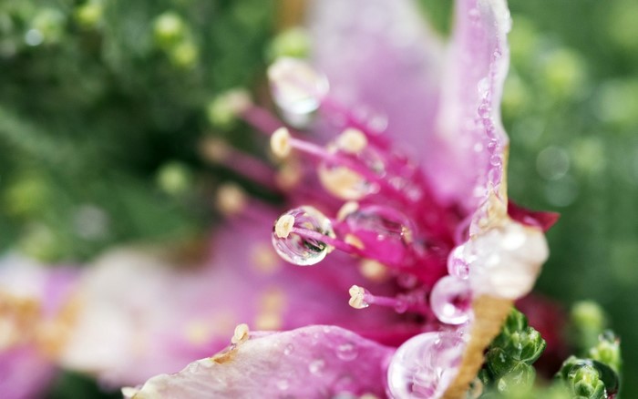 Close-up of a pink flower with water droplets