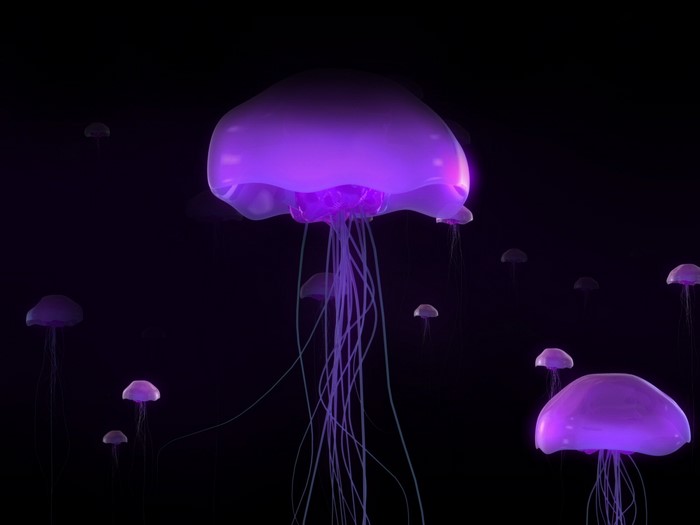 Purple jellyfish floating in dark water