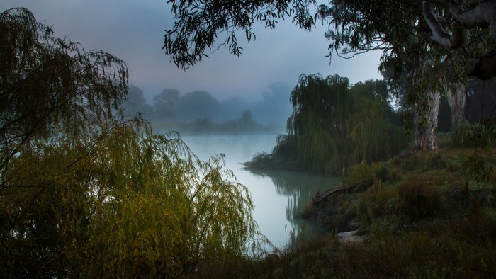 Misty river landscape with weeping willow trees