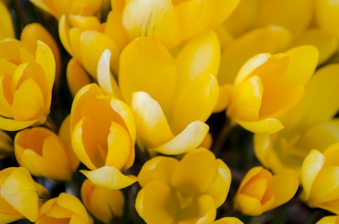 Close-up of bright yellow crocus flowers in bloom