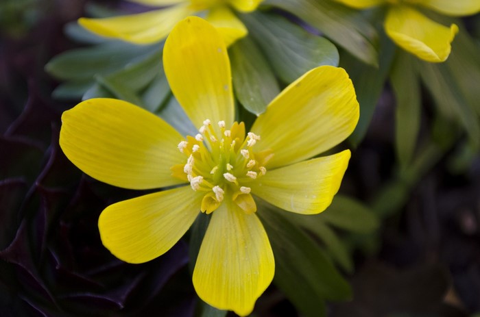 Yellow flower with dark foliage