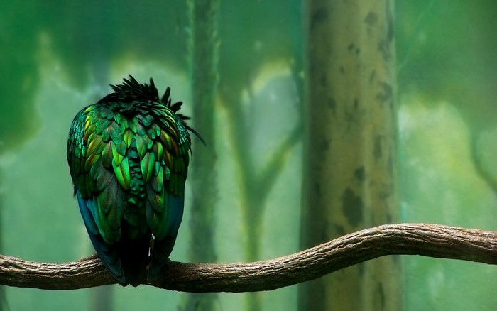 Green bird with iridescent feathers on a branch