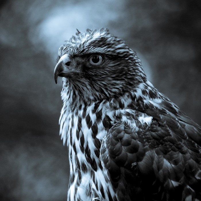 Close-up of a hawk's head and chest
