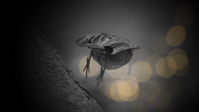 Monochrome close-up of a bird jumping with bokeh lights