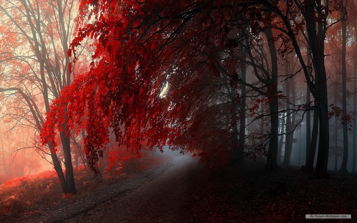 Red leaves in a foggy forest at dawn